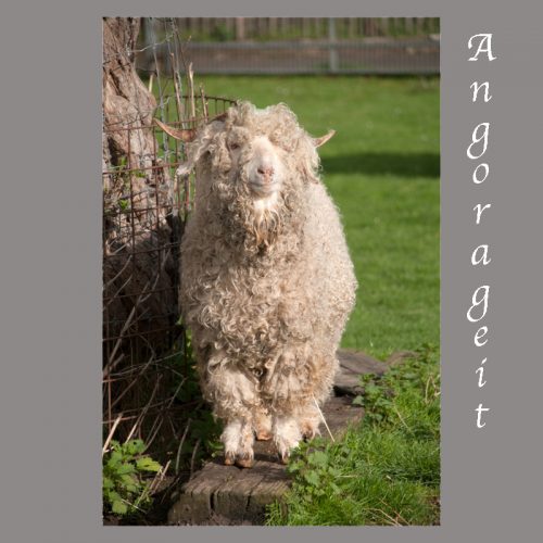 angorageit