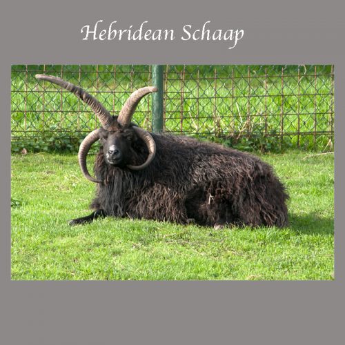 Schaap