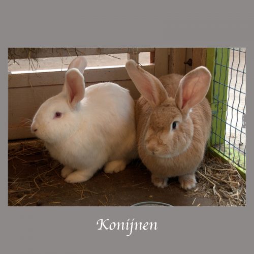 Konijnen