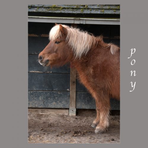 Pony